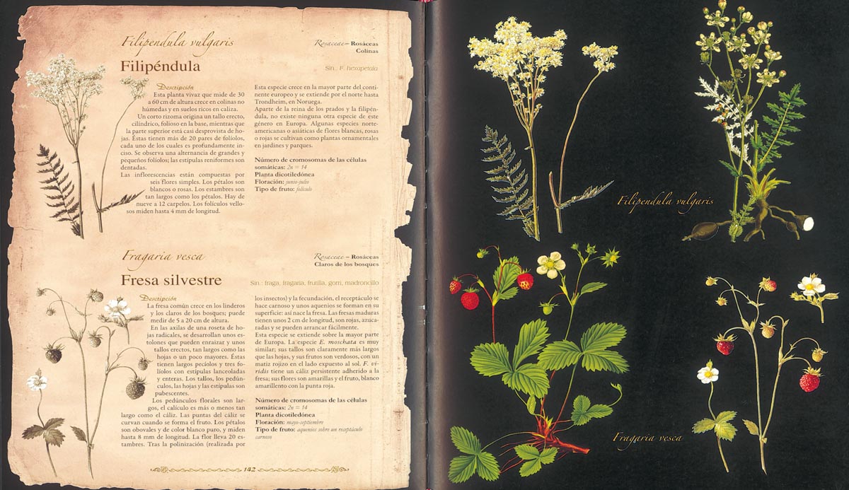 Compra en línea Atlas Ilustrado de Plantas Silvestres e Infusiones Curativas