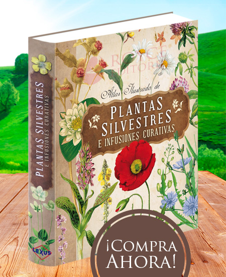 Compra en línea Atlas Ilustrado de Plantas Silvestres e Infusiones Curativas